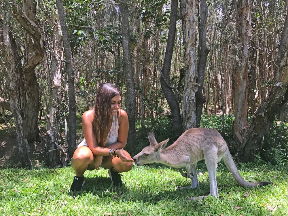 Canguro australia